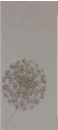 1 mm Fern Collection Laminate Wooden 8 x 4 ft Fire Retardant, Antibacterial_0