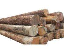 Shri Krishna Teak Wood Timber Upto 10 inch_0